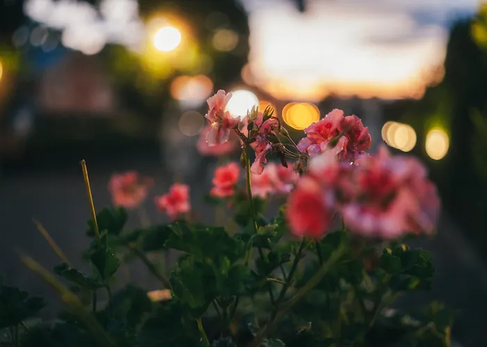 Pod Debami Stadnina Koni Jezioro I Morze *